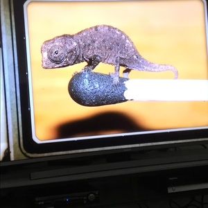 Meet your Posher, Julie